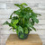 PHILODENDRON SWISS CHE 8"HB